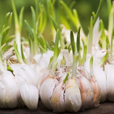 sprouting garlic